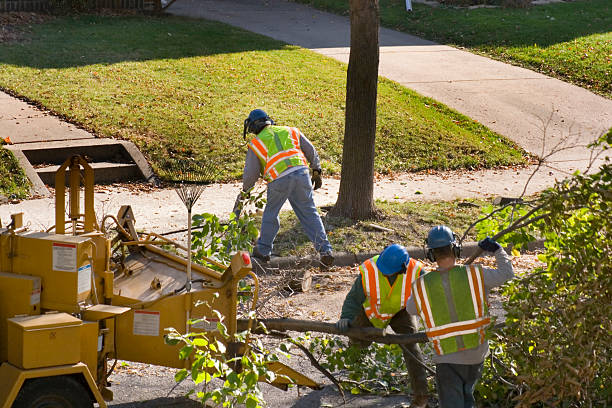 Madison, NE Tree Services Company